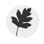 Weißdorn Icon