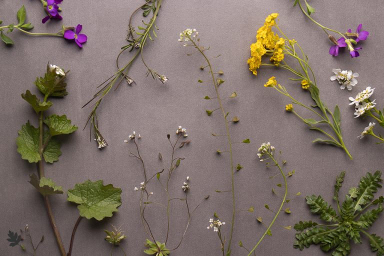 Read more about the article Pflanzenfamilien: Brassicaceae (Kreuzblütler)
